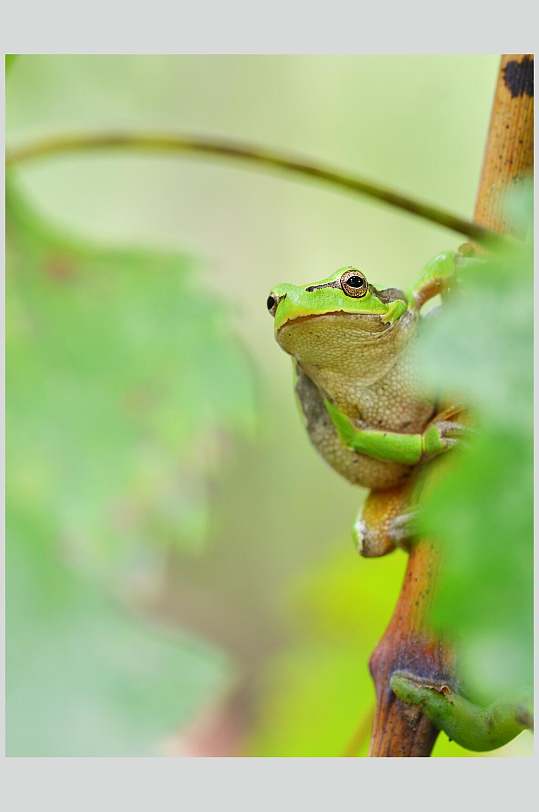 攀附枝干树叶清新可爱青蛙树蛙图片