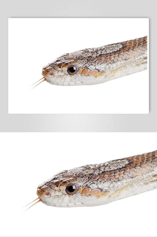 吐信子的凶猛蛇图片