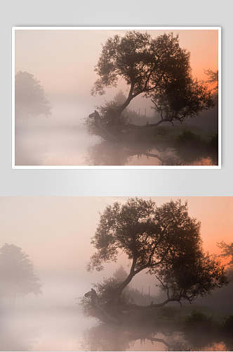 树木倾倒清新意境环绕薄雾森林图片