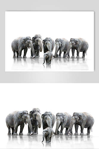 可爱野外大象图片