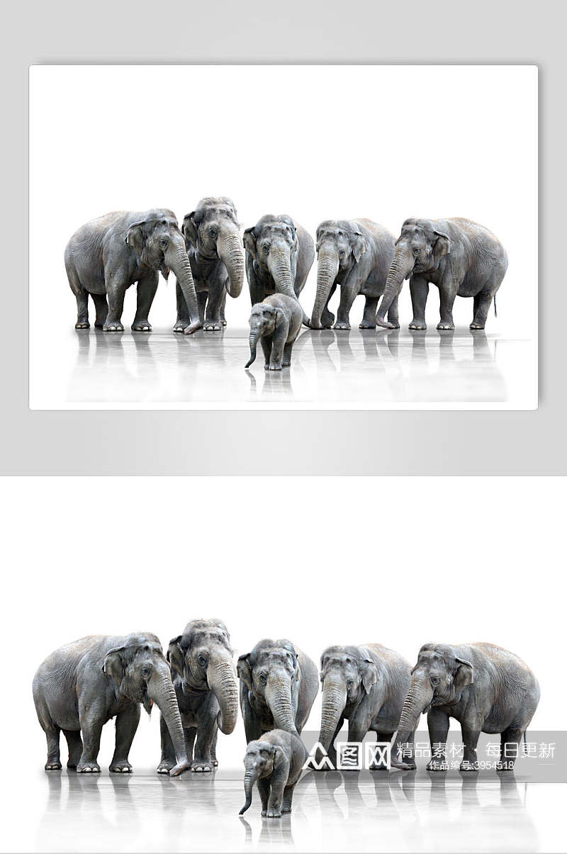 可爱野外大象图片素材