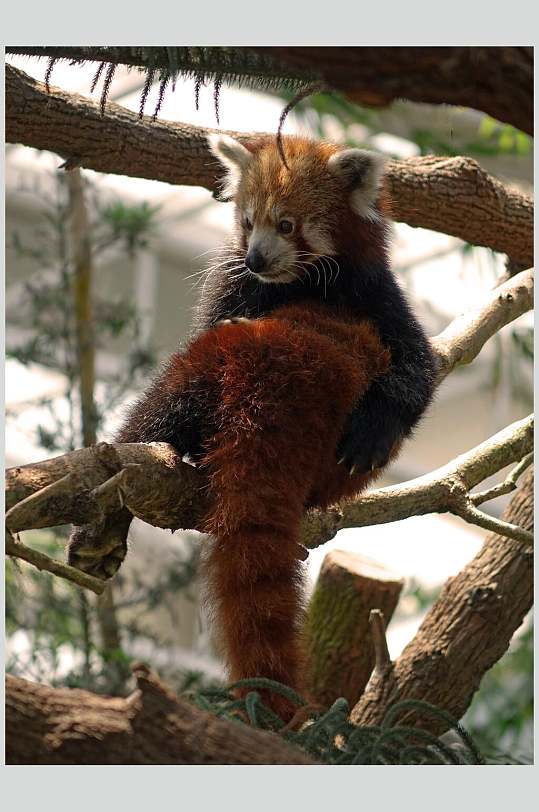 树上小熊猫睡觉图片