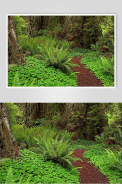 绿色植物红色石子林荫小道图片