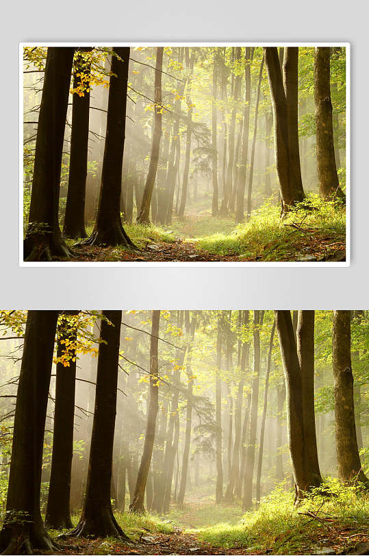 阳光天晴树林薄雾森林图片