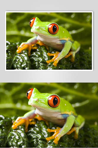 意境可爱清新植物眼睛青蛙树蛙图片