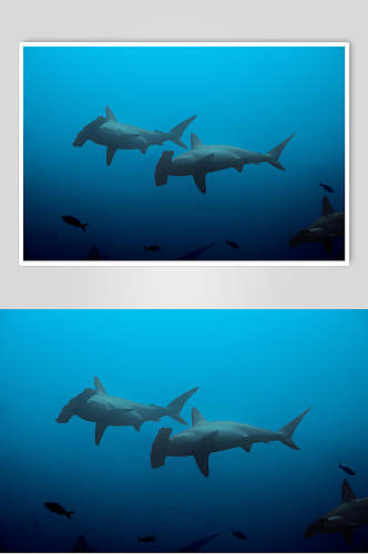 清新鲸鱼鲨鱼摄影图片