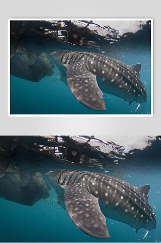 海洋动物鲸鱼鲨鱼高端图片