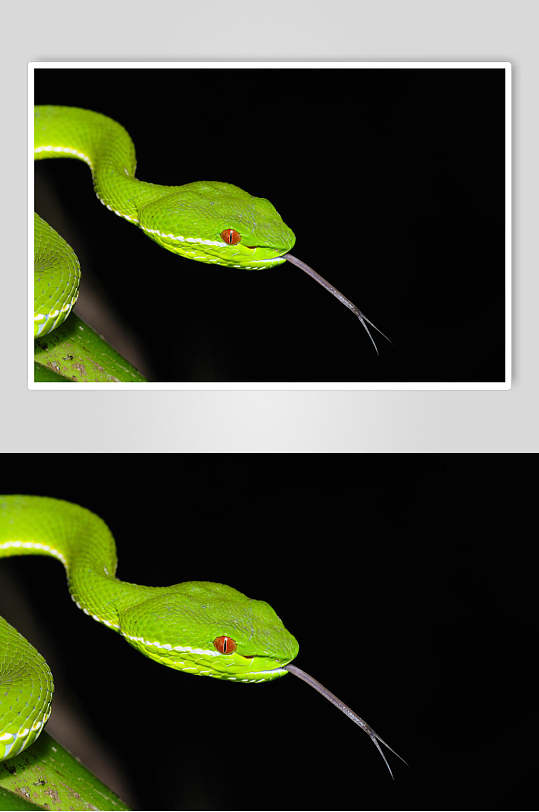 青色三角头凶猛蛇图片