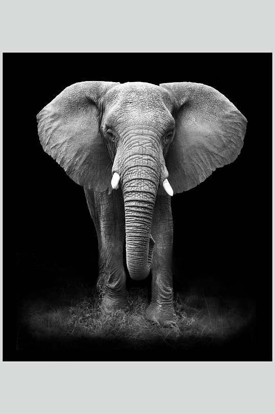 象牙鼻子耳朵霸气灰色野外大象图片