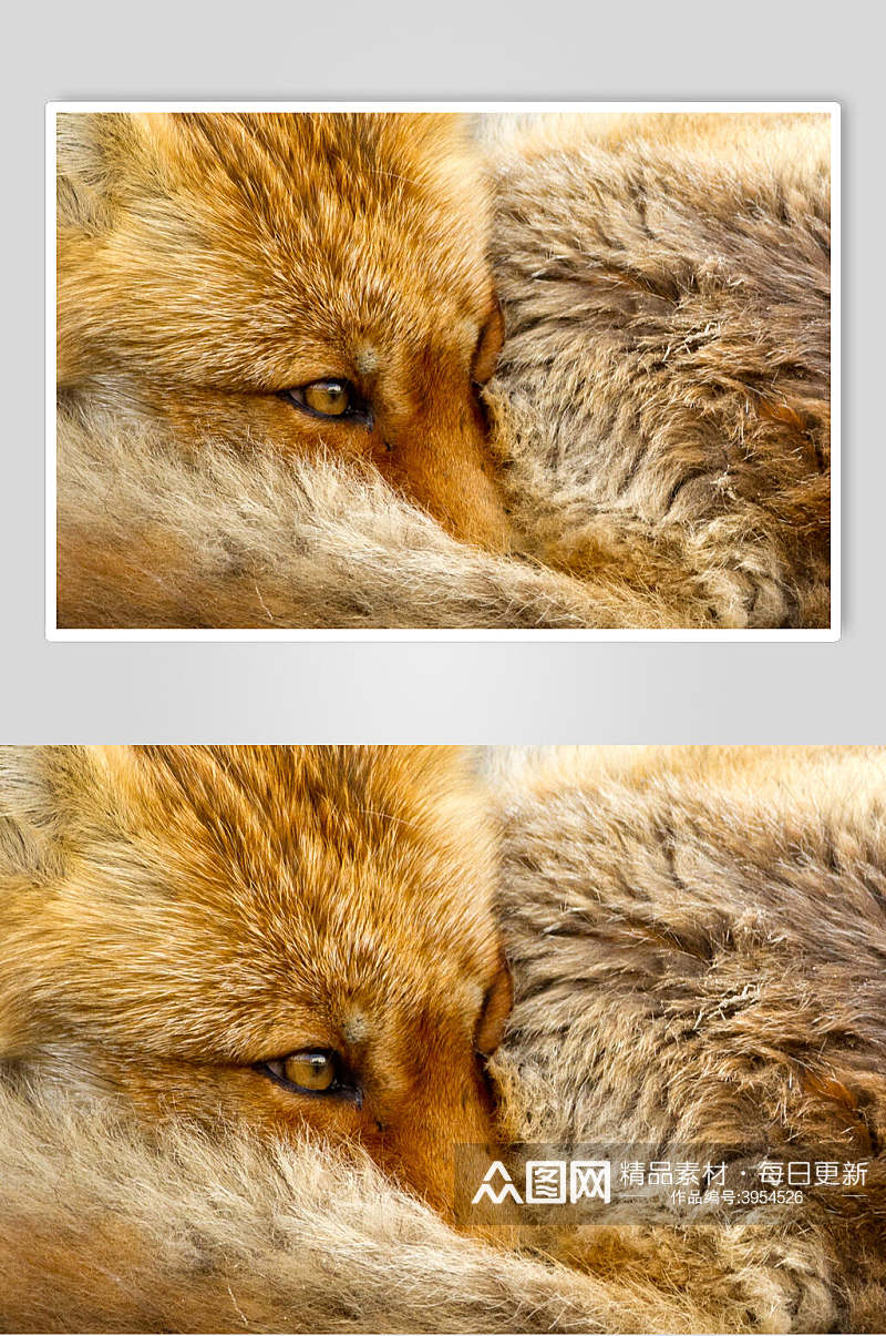 眼睛包裹身体可爱黄色赤狐火狐图片素材