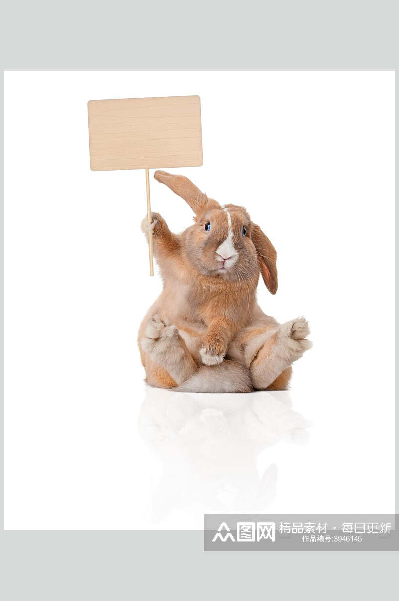 可爱兔子举牌图片摄影图素材