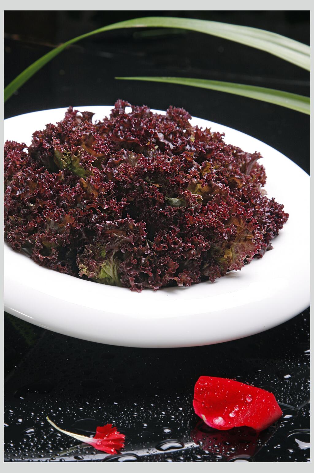 紫生菜图片素材