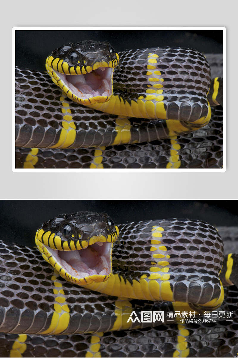 无牙圆眼睛简约霸气黄色凶猛蛇图片素材