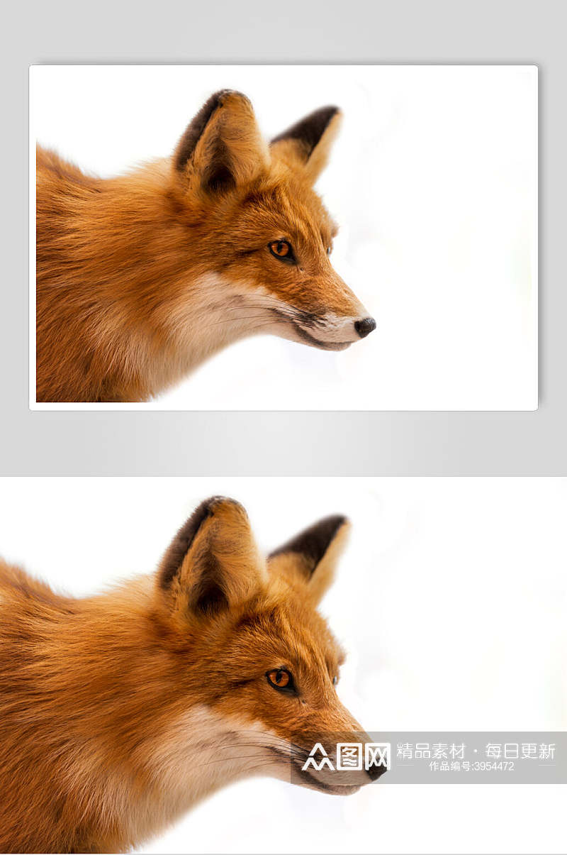 眼睛鼻子黄毛耳朵可爱赤狐火狐图片素材