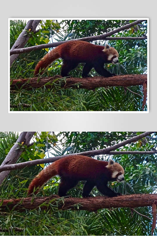 树上爬走小熊猫运动图片