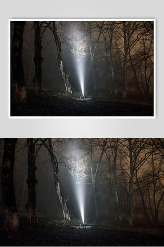 灯光树干静谧意境夜景薄雾森林图片