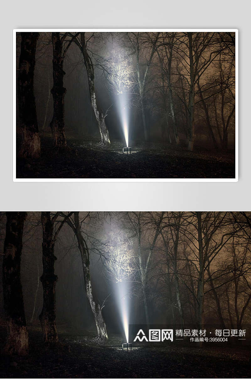 灯光树干静谧意境夜景薄雾森林图片素材