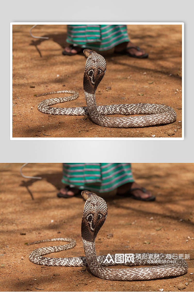凶猛蛇花纹图片摄影图素材