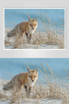 精美赤狐火狐图片