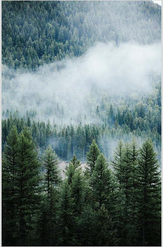云雾绿树林薄雾森林图片