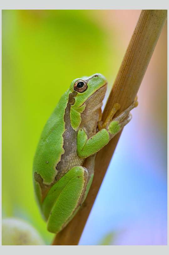 环抱竹竿纹路清新可爱青蛙树蛙图片