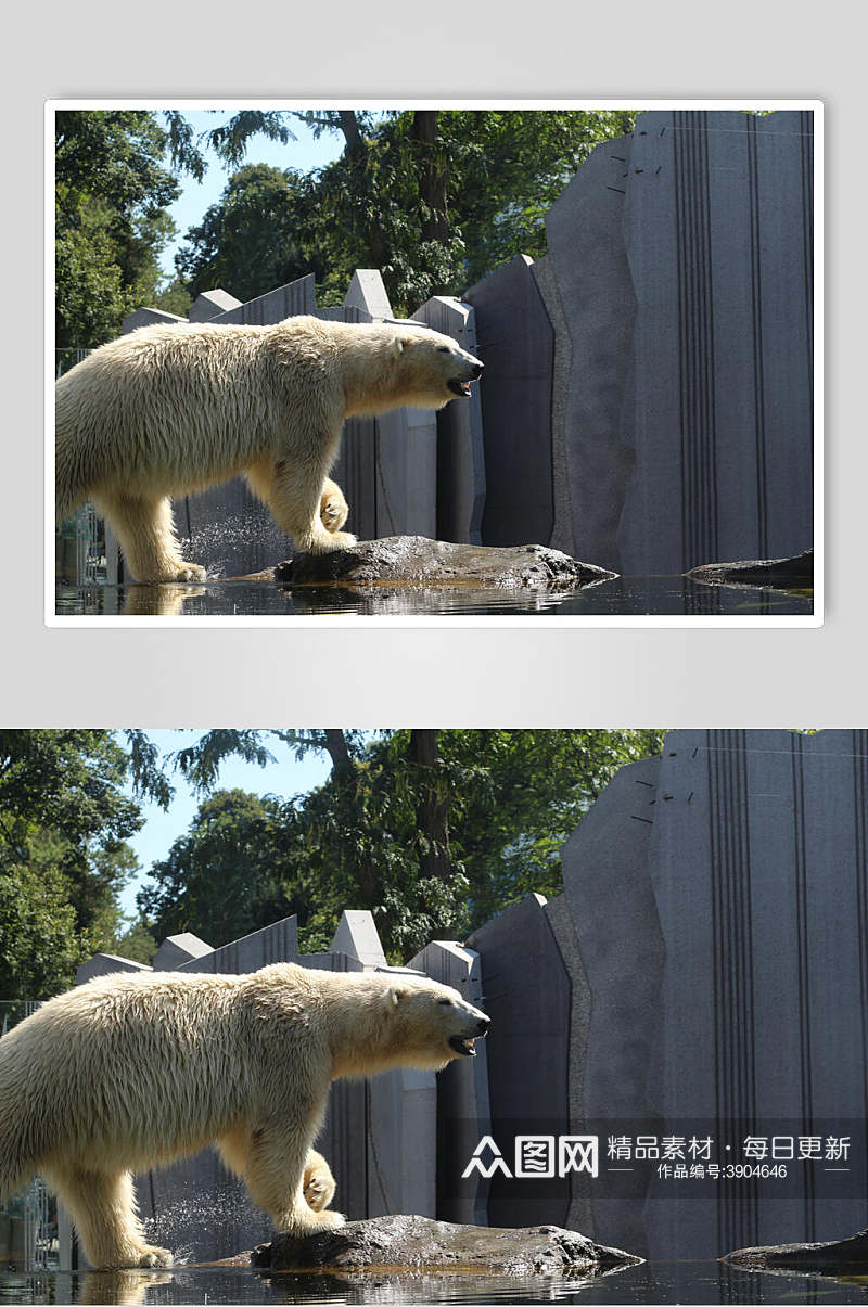 创意绿植北极熊生活图片素材
