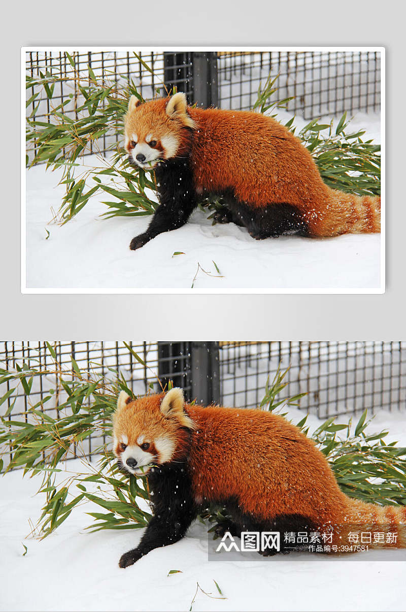 雪地树上小熊猫图片素材