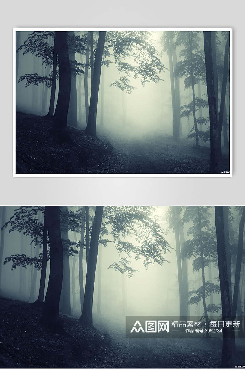 恐怖幽静淡蓝色薄雾森林图片素材