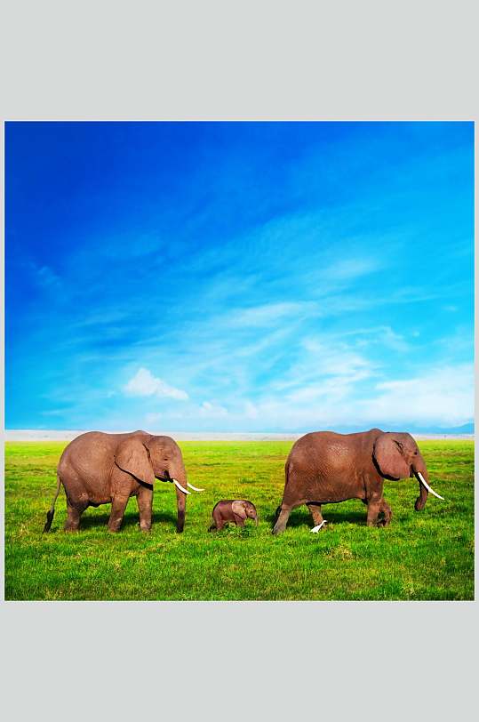 蓝天白云一家三口野外大象图片