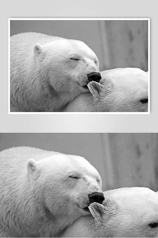 睡觉北极熊生活图片