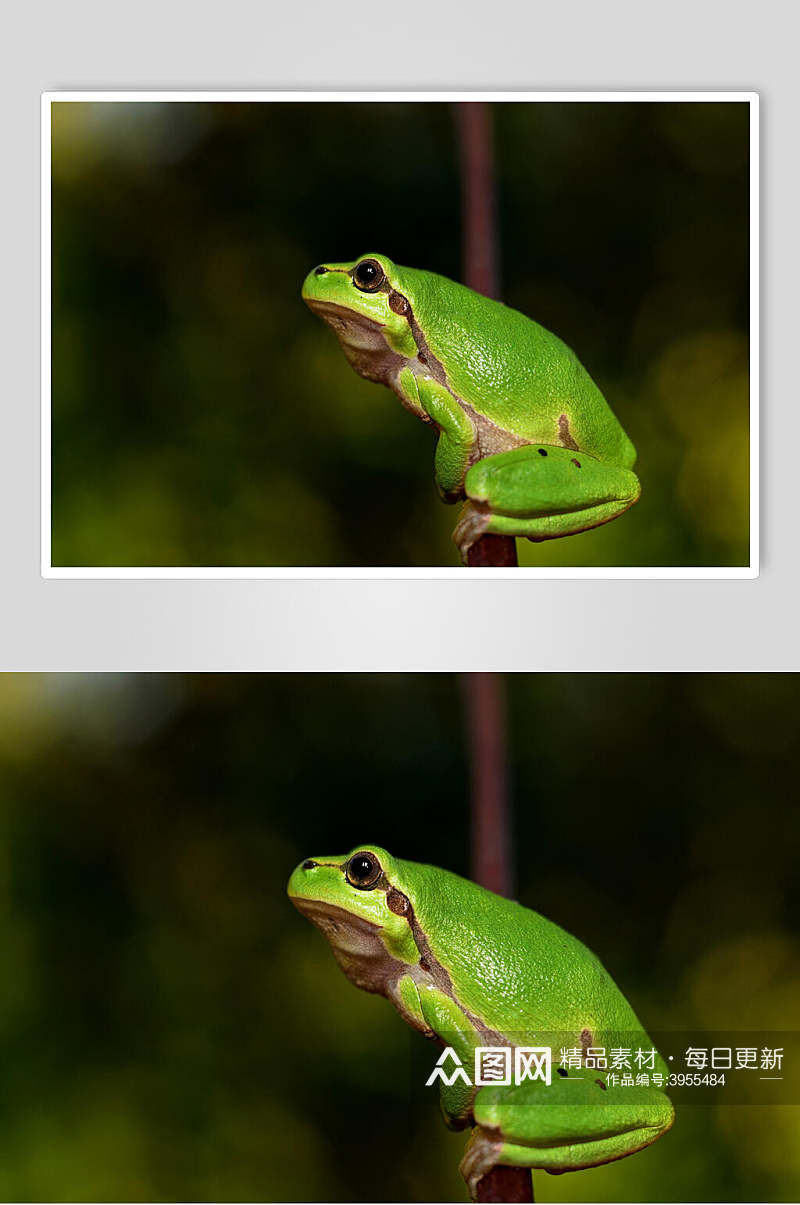 可爱清新支撑物花纹绿青蛙树蛙图片素材