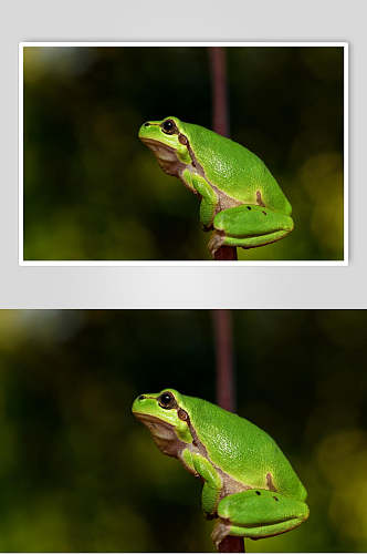 可爱清新支撑物花纹绿青蛙树蛙图片