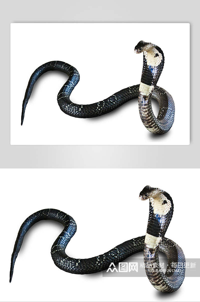 凶猛黑色眼镜蛇蛇图片摄影图素材