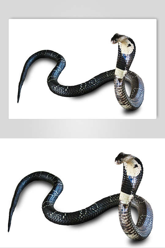 凶猛黑色眼镜蛇蛇图片摄影图