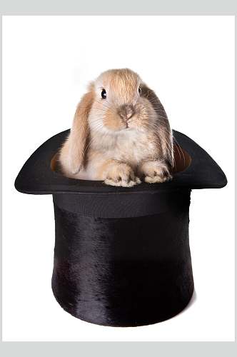 黑色礼帽可爱兔子图片