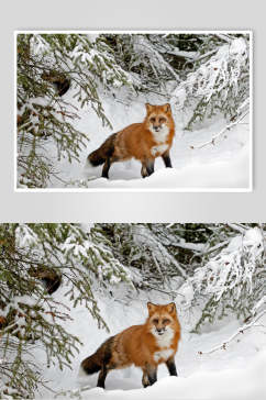 雪地赤狐火狐图片