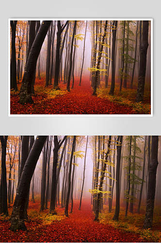 落叶树干落叶火红大气薄雾森林图片