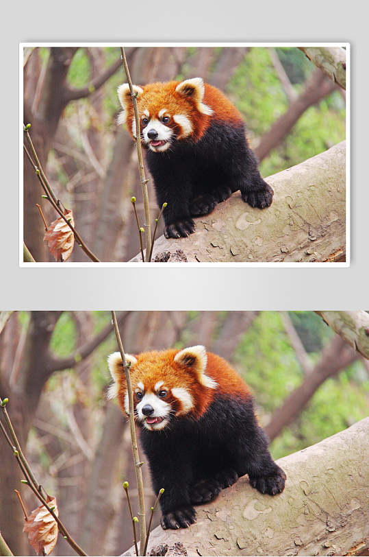 树上小熊猫吐舌头图片