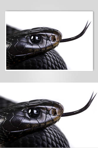 黑色凶猛蛇图片