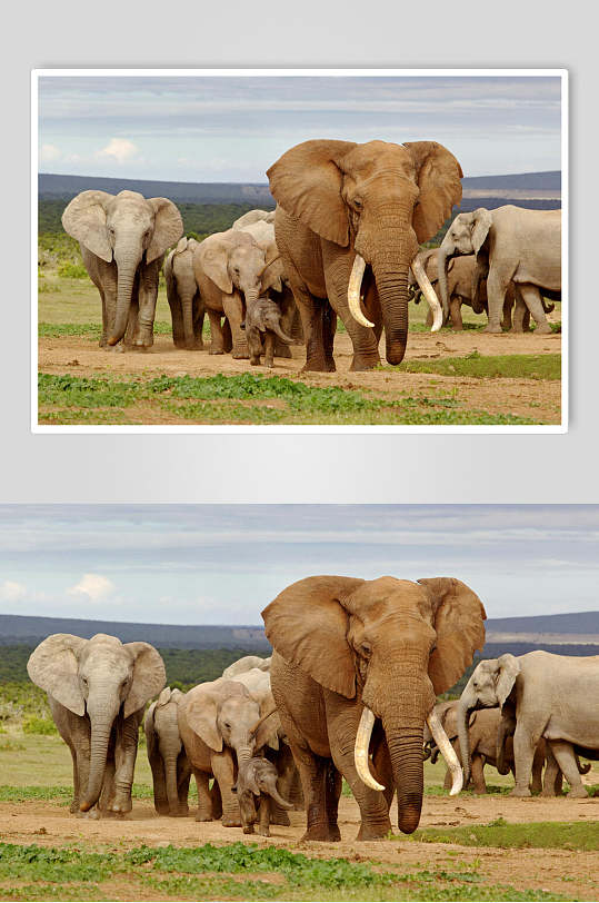 带领象群的野外大象图片