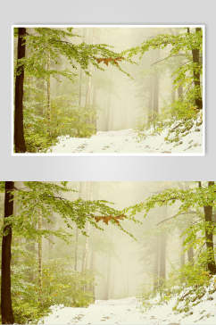 绿色薄雾森林图片