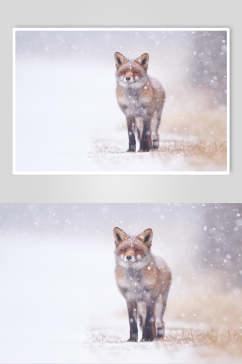 雪花飘落徒步闭眼耳朵赤狐火狐图片
