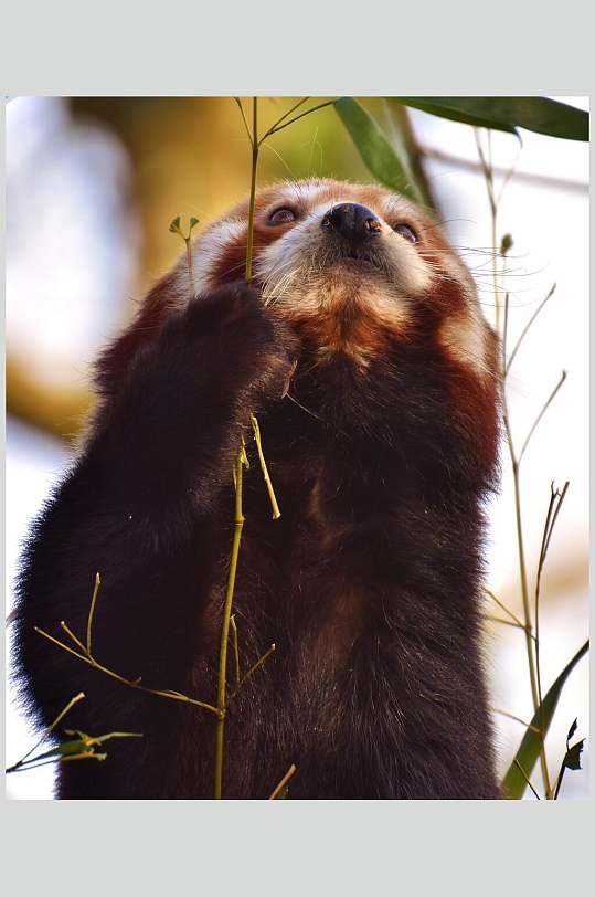 黑褐色小熊抱竹枝树上小熊猫图片