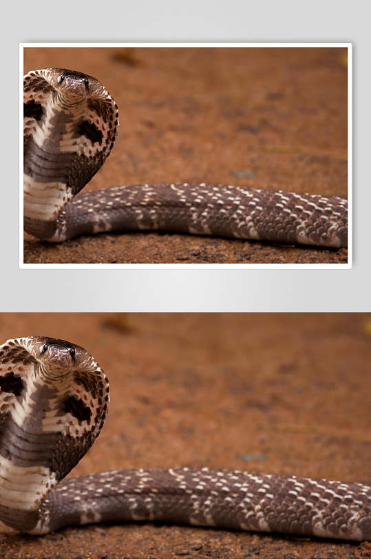眼镜蛇凶猛蛇图片