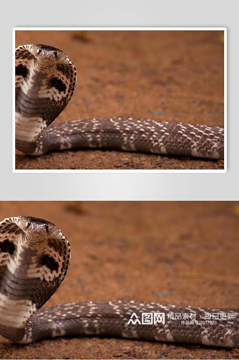眼镜蛇凶猛蛇图片素材