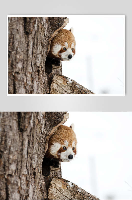 树洞玩耍树上小熊猫图片