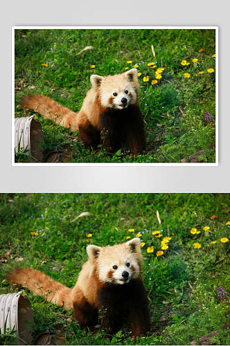 黄花树上小熊猫图片
