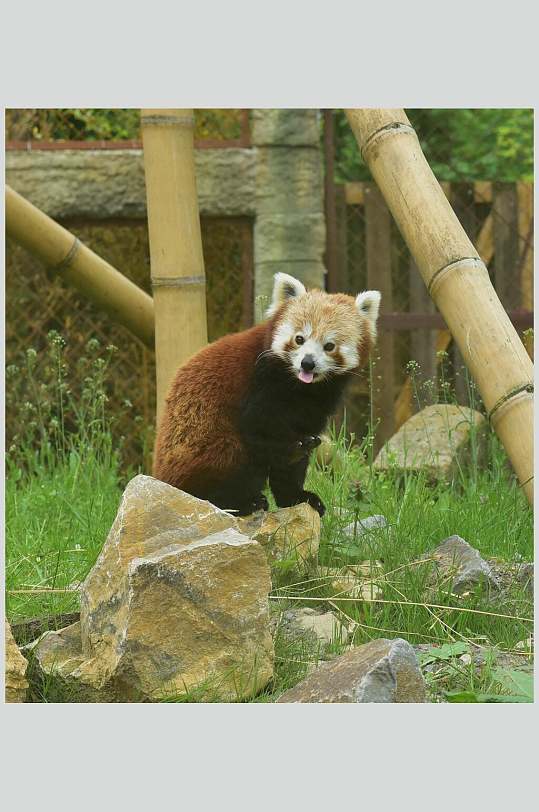石头竹子棕色树上小熊猫图片