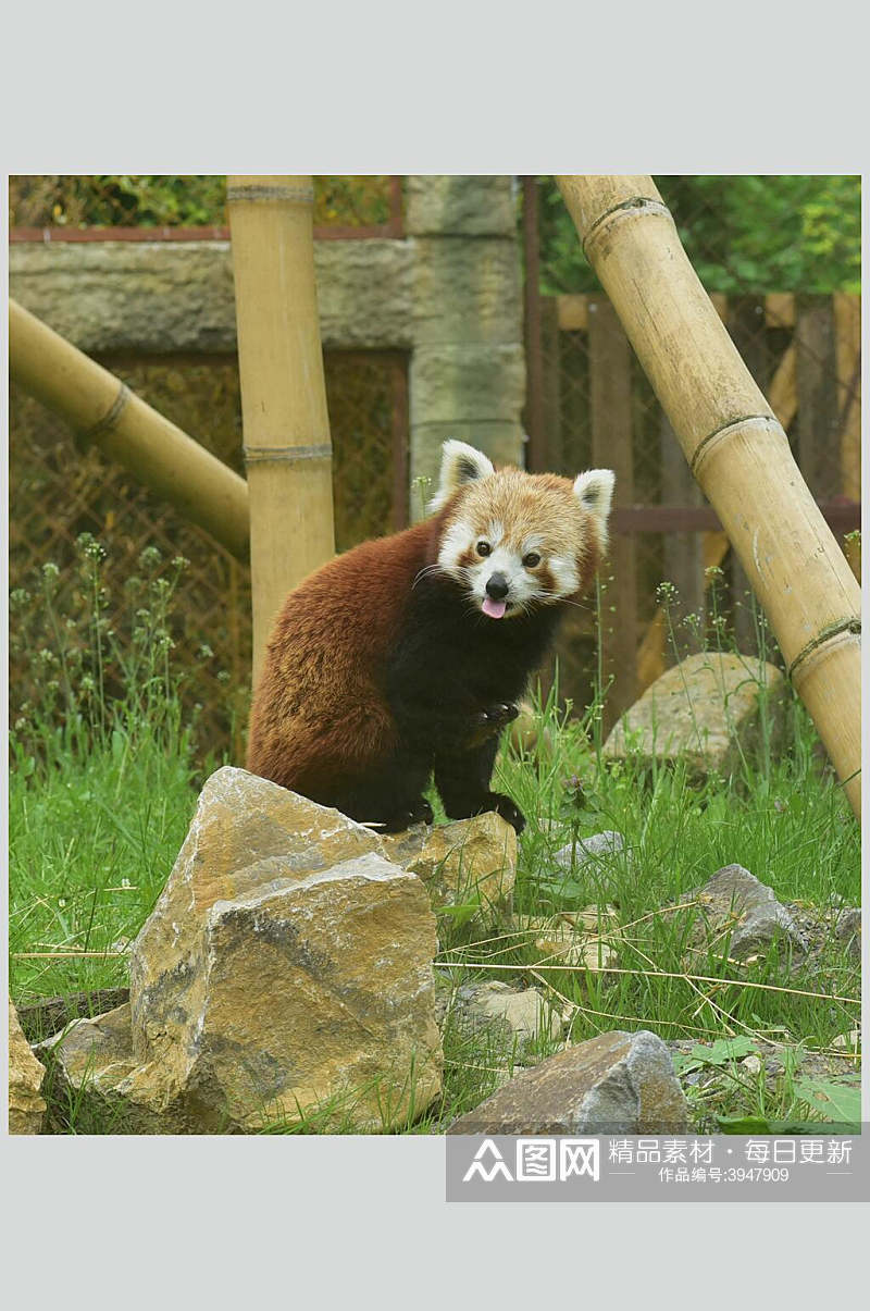 石头竹子棕色树上小熊猫图片素材