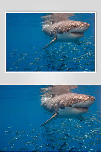 鲸鱼鲨鱼摄影图片